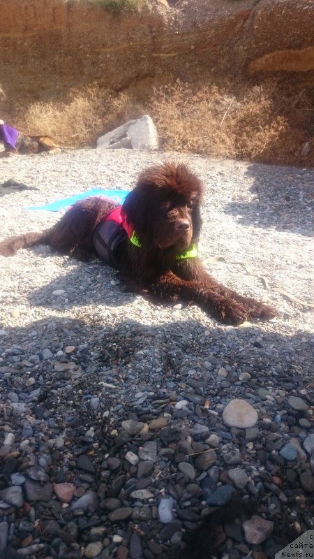 Фото: ньюфаундленд Fann'yuf Je Tem Mon Ami Fiona (Фанньюф Же Тем Мон Ами Фиона)