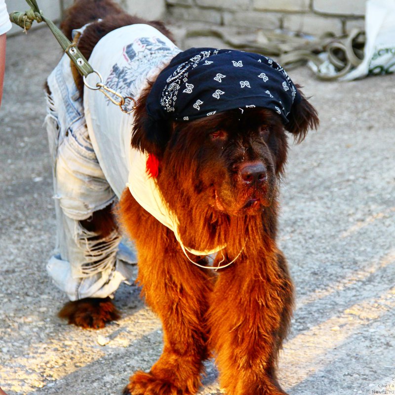 Фотография № 193355