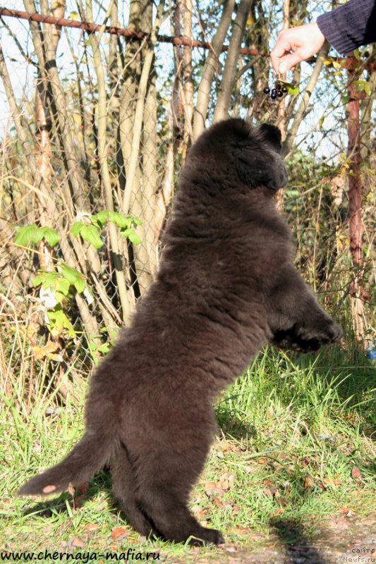 Фото: ньюфаундленд Chernaya Mafia Аll Rights Reserved (Черная Мафия Алл Ригхтс Ресервед)