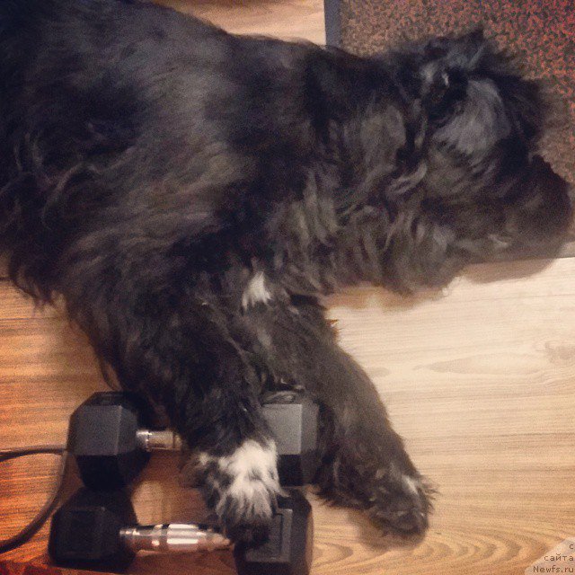 Фото: ньюфаундленд Velyke Malyatko Bayaderka Yurka