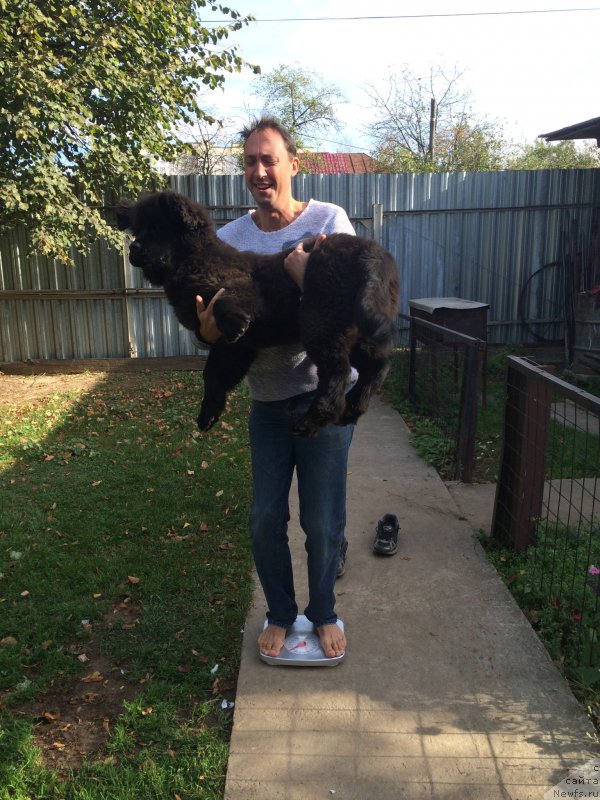 Фото: ньюфаундленд Braunblad MSK Jamal Amira (Браунблад МСК Жамал Амира)