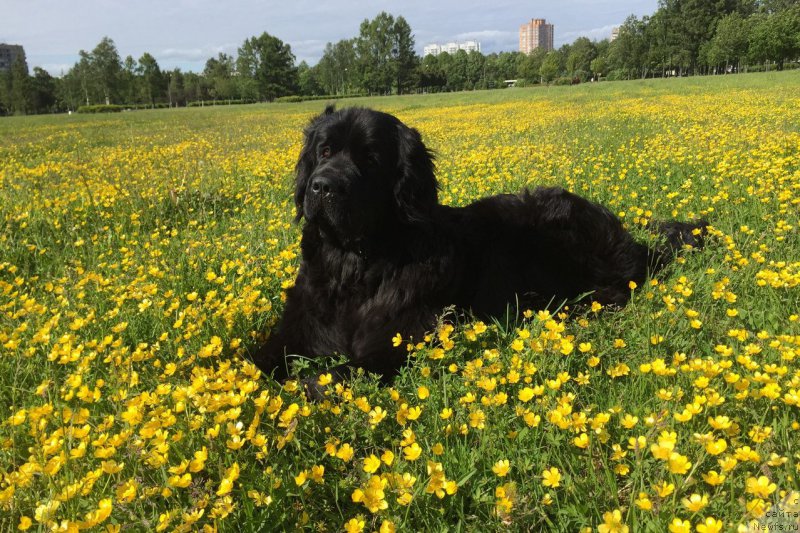 Фото: ньюфаундленд Chernaya Mafia Meant To Be (Черная Мафия Меант То Бе)