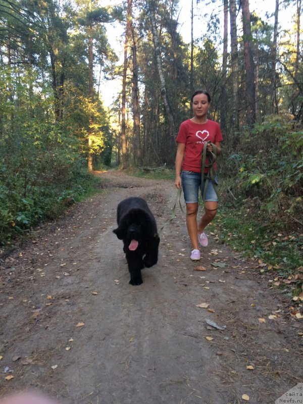 Фото: ньюфаундленд Braunblad MSK Jamal Amira (Браунблад МСК Жамал Амира)