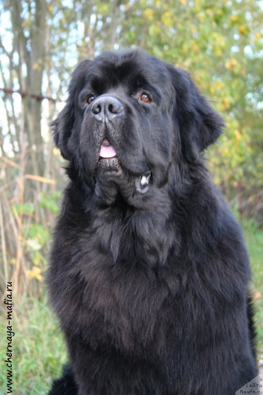 Фото: ньюфаундленд Chernaya Mafia Must Have (Черная Мафия Муст Хаве)