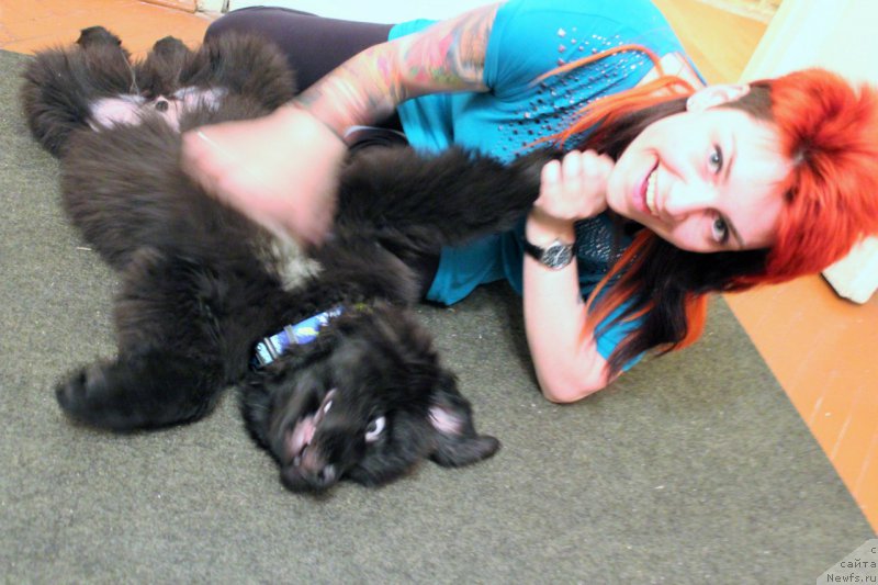 Фото: ньюфаундленд Chernaya Mafia Attractive Power (Черная Мафия Аттрактиве Повер)