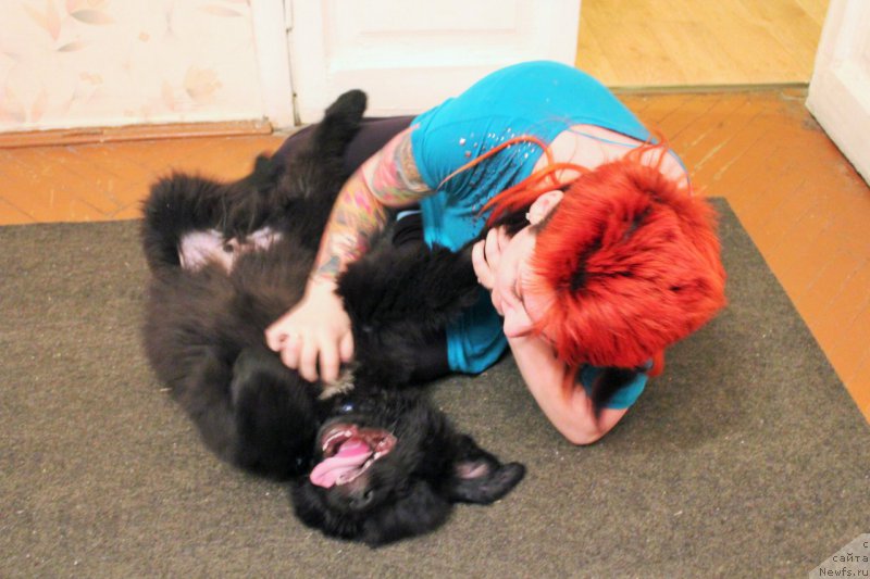 Фото: ньюфаундленд Chernaya Mafia Attractive Power (Черная Мафия Аттрактиве Повер)