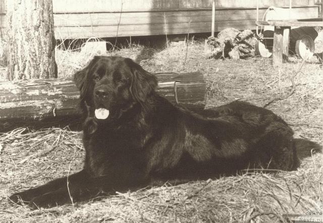 Фото: ньюфаундленд Hyeyli (Хэйли)