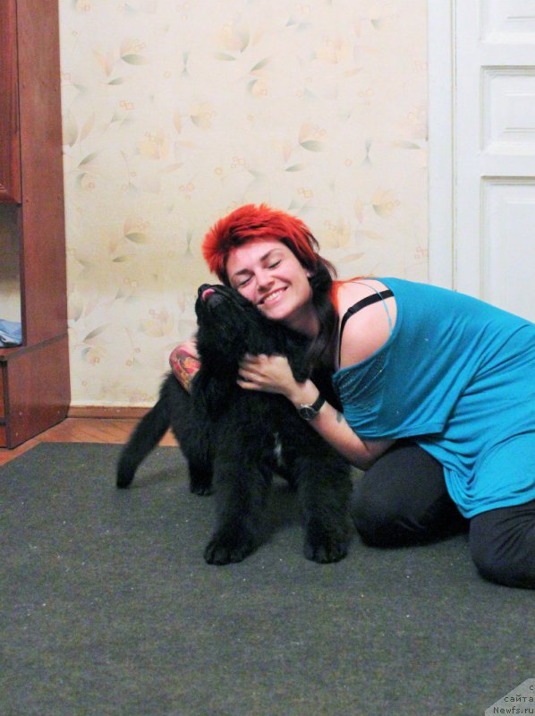 Фото: ньюфаундленд Chernaya Mafia Attractive Power (Черная Мафия Аттрактиве Повер)