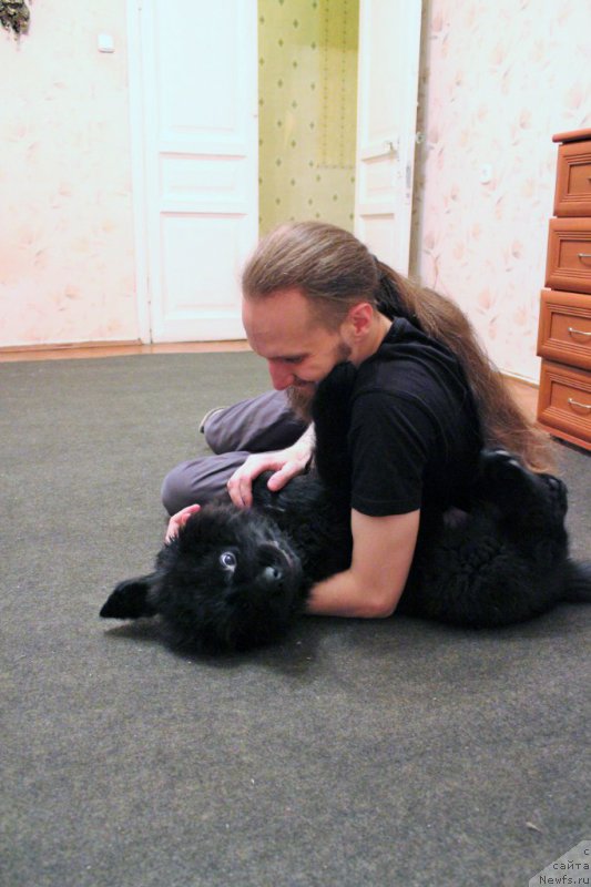 Фото: ньюфаундленд Chernaya Mafia Attractive Power (Черная Мафия Аттрактиве Повер)