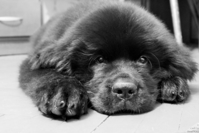 Фото: ньюфаундленд Chernaya Mafia Attractive Power (Черная Мафия Аттрактиве Повер)