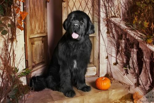 Фото: ньюфаундленд Piternyuf Mont Blanc (Питерньюф Монт Бланк)