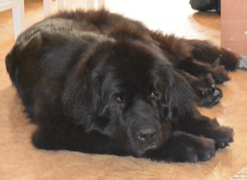 Фотография № 193395