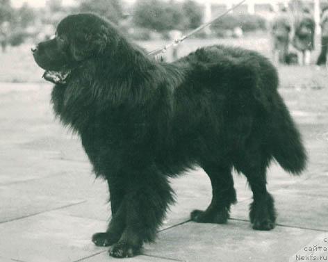 Фото: ньюфаундленд Reyton (Рейтон)