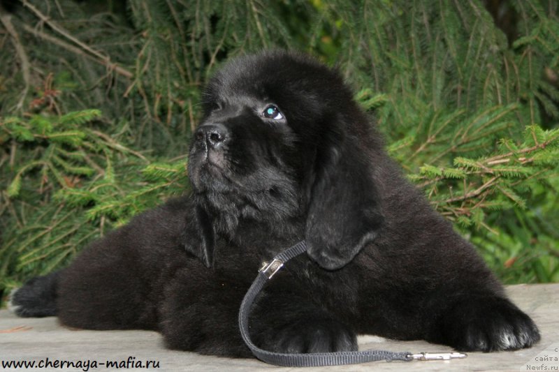 Фото: ньюфаундленд Chernaya Mafia Аlluring Prospect (Черная Мафия Аллуринг Проспект)