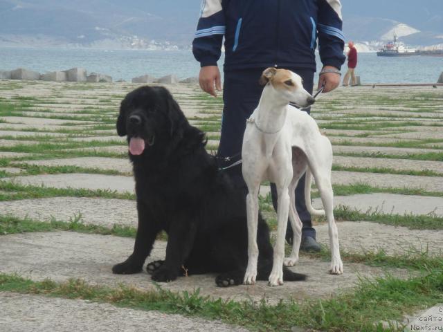 Фото: ньюфаундленд Pchiolkin Dom Avrora (Пчёлкин Дом Аврора)