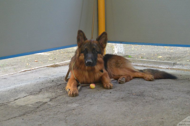 Фотография № 193459