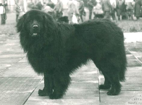 Фото: ньюфаундленд Ford (Форд)