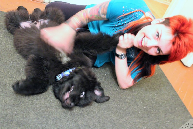 Фото: Ekaterina Poroshina (Екатерина Порошина), ньюфаундленд Chernaya Mafia Attractive Power (Черная Мафия Аттрактиве Повер)