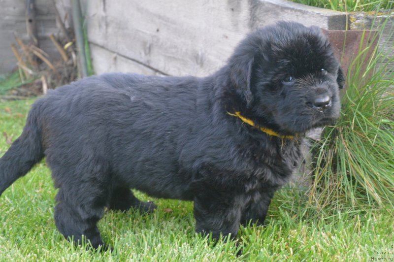 Фото: ньюфаундленд S'Nejnaya V'yuga Blekberri YElegans (С'Нежная Вьюга Блекберри Элеганс)