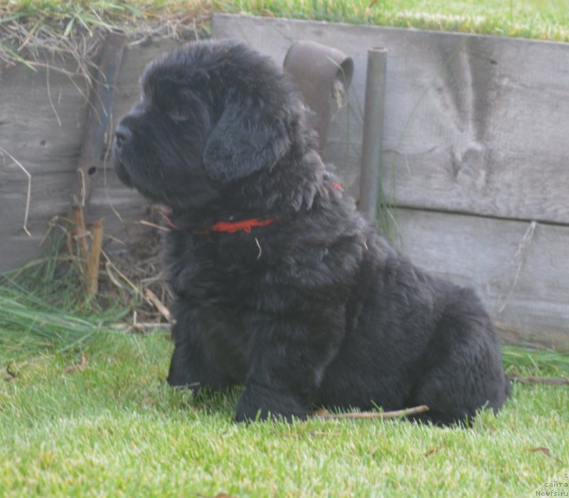 Фото: ньюфаундленд S'Nejnaya V'yuga Big Rashshen Boss (С'Нежная Вьюга Биг Рашшен Босс)