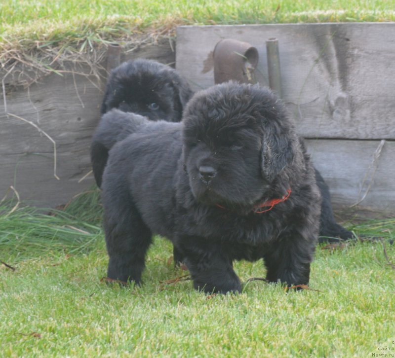 Фото: ньюфаундленд S'Nejnaya V'yuga Big Rashshen Boss (С'Нежная Вьюга Биг Рашшен Босс)