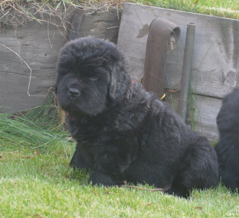 Фото: ньюфаундленд S'Nejnaya V'yuga Big Rashshen Boss (С'Нежная Вьюга Биг Рашшен Босс)