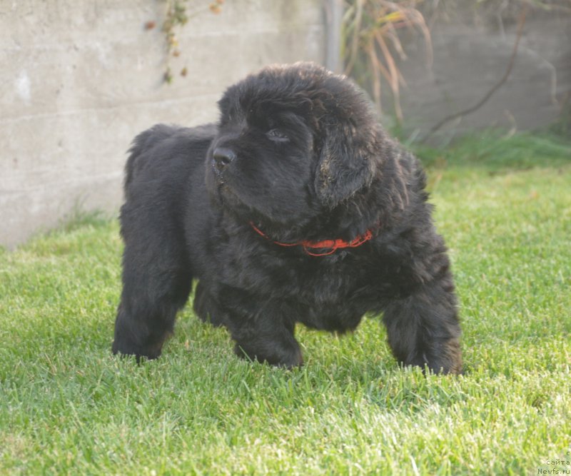 Фото: ньюфаундленд S'Nejnaya V'yuga Big Rashshen Boss (С'Нежная Вьюга Биг Рашшен Босс)