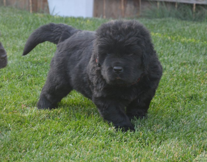 Фото: ньюфаундленд S'Nejnaya V'yuga Big Rashshen Boss (С'Нежная Вьюга Биг Рашшен Босс)