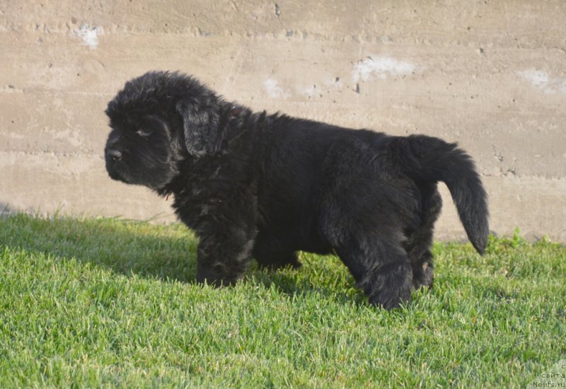 Фото: ньюфаундленд S'Nejnaya V'yuga Big Rashshen Boss (С'Нежная Вьюга Биг Рашшен Босс)