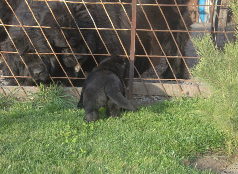 Фото: ньюфаундленд S'Nejnaya V'yuga Blekberri YElegans (С'Нежная Вьюга Блекберри Элеганс)