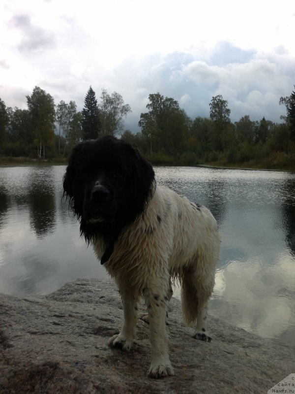 Фото: ньюфаундленд Amrita ot Karel'skih Medvedey (Амрита от Карельских Медведей)