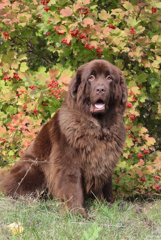 Фото: ньюфаундленд Sverkayuzhaya Gora Mashame (Сверкающая Гора Машаме)
