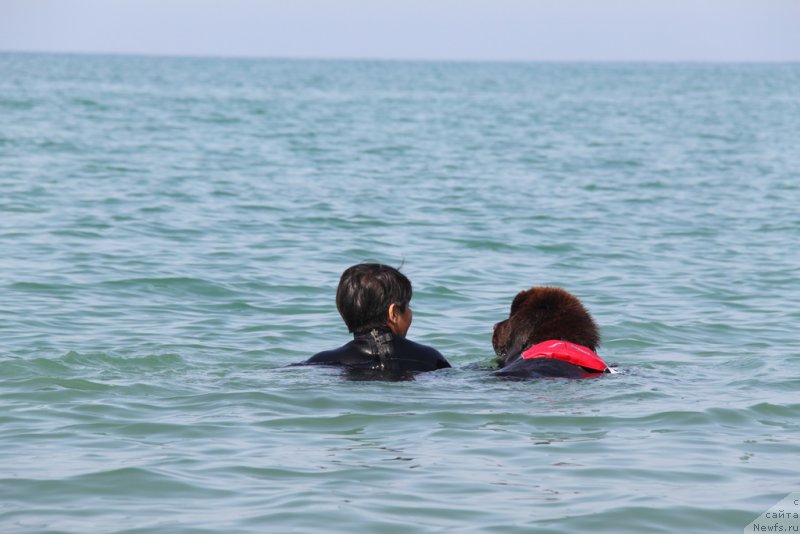 Фото: ньюфаундленд N'yufort Vivian (Ньюфорт Вивиан), Galiya Gizatullina (Галия Гизатуллина)