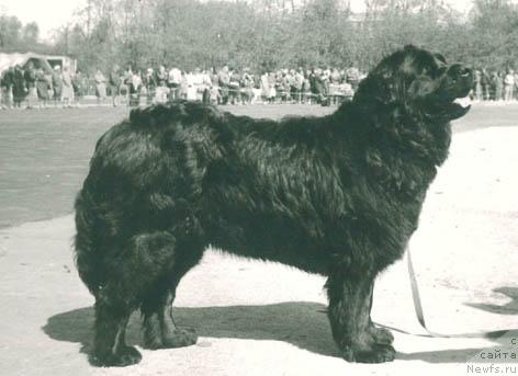 Фото: ньюфаундленд SHimmi (Шимми)