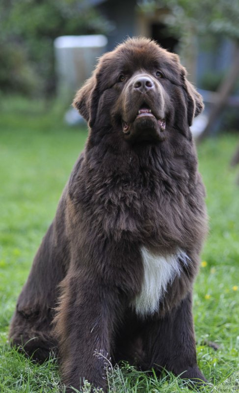 Фото: ньюфаундленд Aquatoriya Kelvin Heather Honey (Акватория Келвин Хизер Хани)