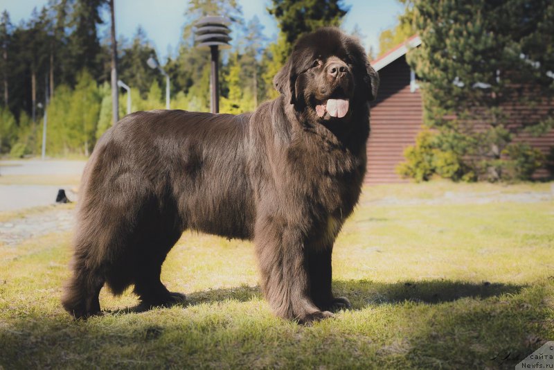 Фото: ньюфаундленд Aquatoriya Kelvin Heather Honey (Акватория Келвин Хизер Хани)