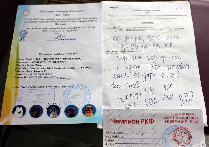 Фото: ньюфаундленд Smigar Tango in the Night (Смигар Танго ин зе Найт)