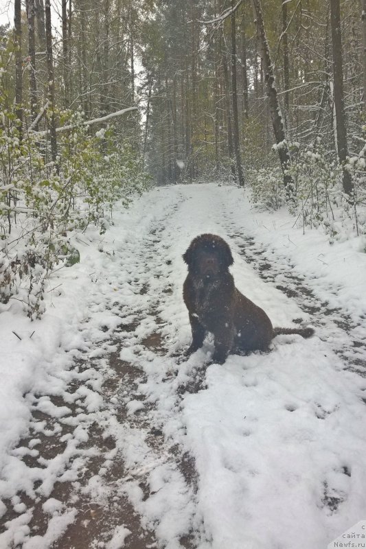 Фото: ньюфаундленд Brownblood MSK Zhanara Haya (Браунблад МСК Жанара Хайя)