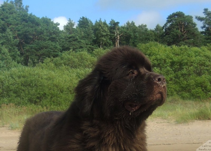 Фото: ньюфаундленд Aquatoriya Kelvin Heather Honey (Акватория Келвин Хизер Хани)