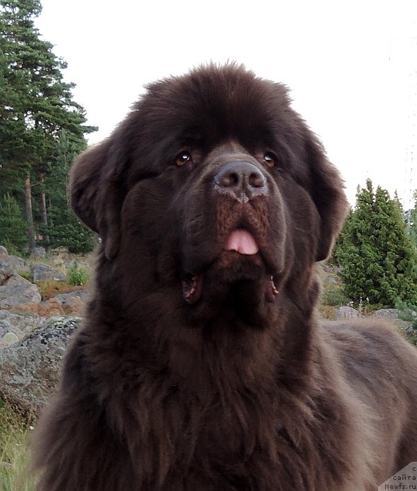 Фото: ньюфаундленд Aquatoriya Kelvin Heather Honey (Акватория Келвин Хизер Хани)