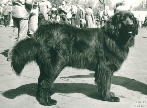 Фото: ньюфаундленд Bera (Бера)