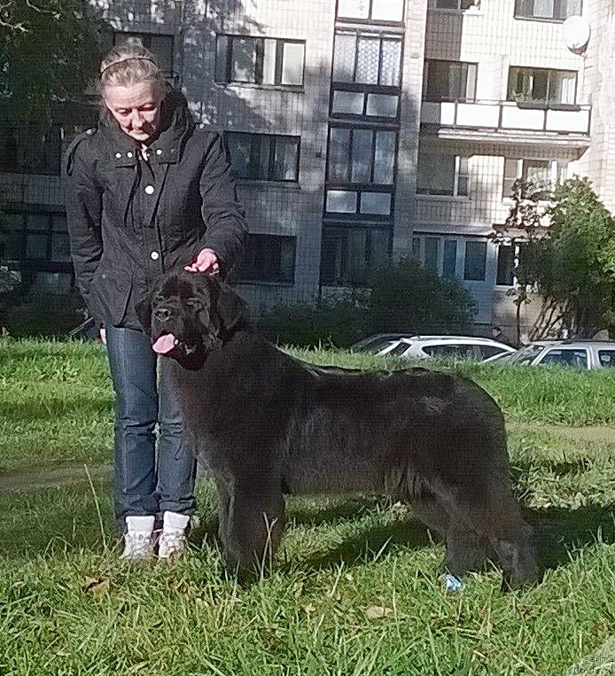 Фото: ньюфаундленд Beguschaya po Volnam Bang-Ap Star (Бегущая по Волнам Банг-Ап Стар)