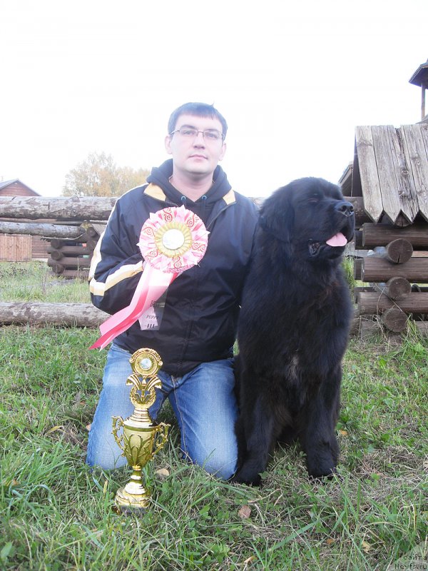 Фото: ньюфаундленд Beguschaya po Volnam Bang-Ap Star (Бегущая по Волнам Банг-Ап Стар)