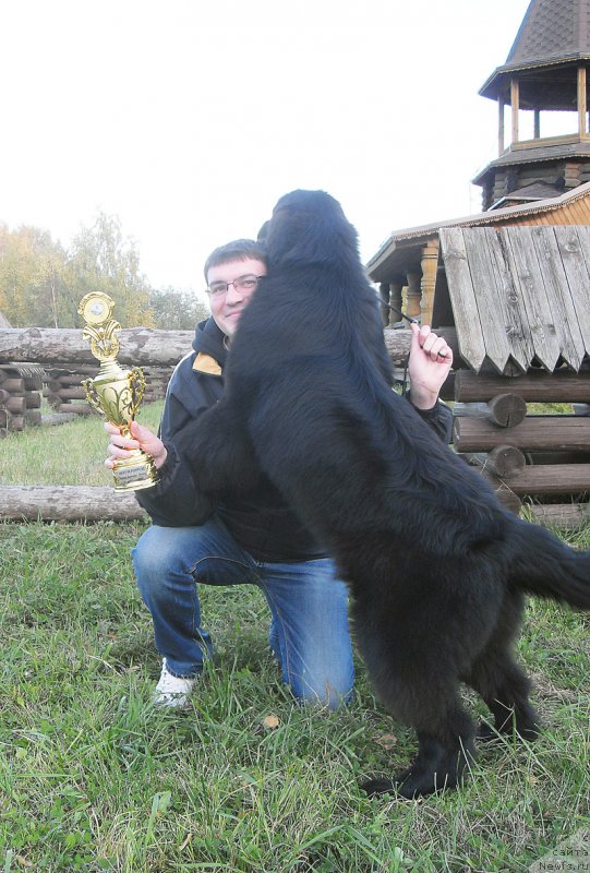 Фото: ньюфаундленд Beguschaya po Volnam Bang-Ap Star (Бегущая по Волнам Банг-Ап Стар)