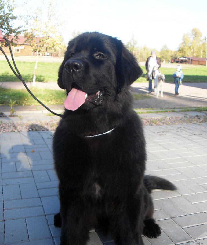 Фото: ньюфаундленд Beguschaya po Volnam Bang-Ap Star (Бегущая по Волнам Банг-Ап Стар)