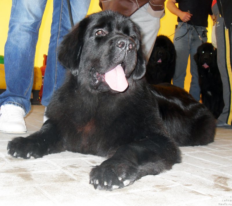 Фото: ньюфаундленд Beguschaya po Volnam Bang-Ap Star (Бегущая по Волнам Банг-Ап Стар)