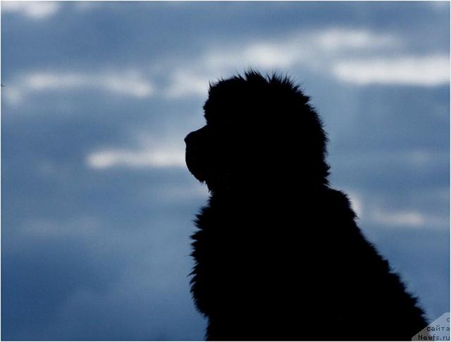 Фото: ньюфаундленд Zholli Wonderfull iz Medvejyego Yara (Жолли Вандерфулл из Медвежьего Яра)