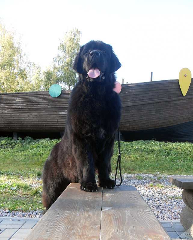 Фото: ньюфаундленд Beguschaya po Volnam Bang-Ap Star (Бегущая по Волнам Банг-Ап Стар)