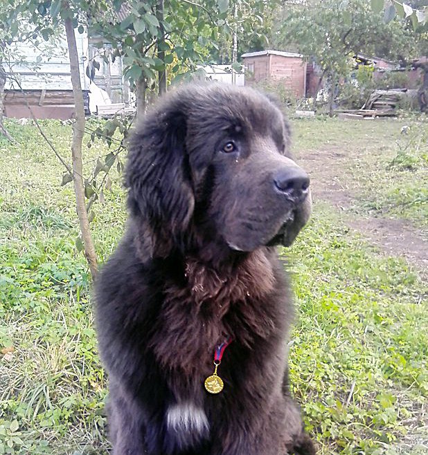 Фотография № 193833