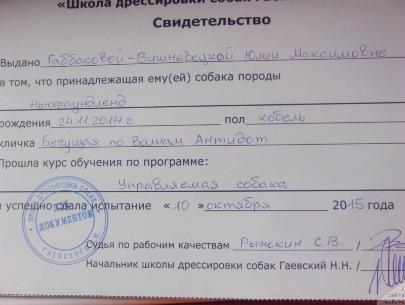 Фото: ньюфаундленд Beguschaya po Volnam Antidot (Бегущая по Волнам Антидот)